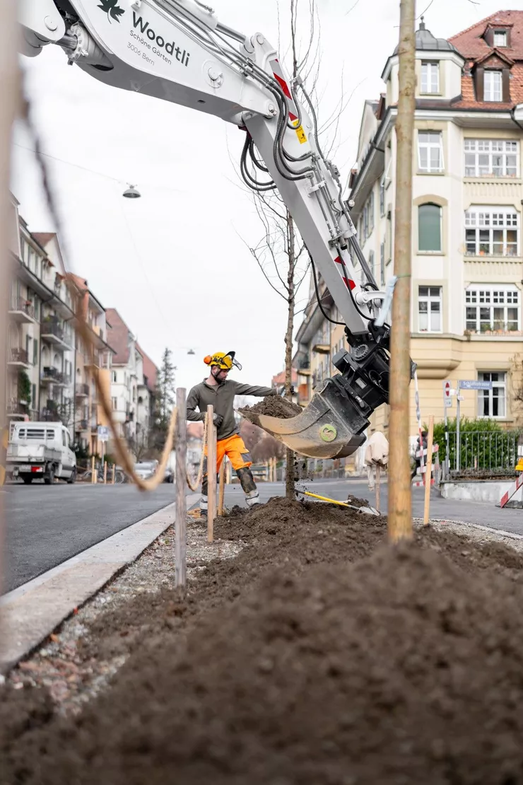 Pflanzung eines Strassenbaums entlang einer innerst&auml;dtischen Verkehrsachse mit Unterst&uuml;tzung eines Spezialbaggers.